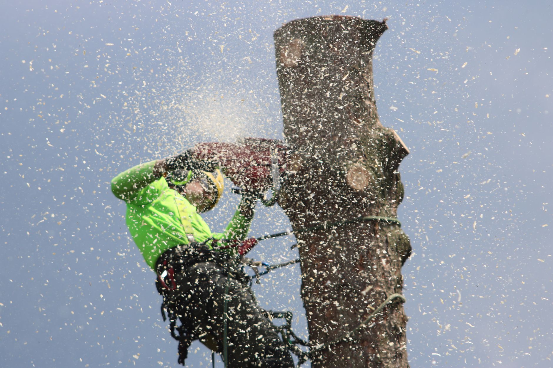 Google Ads for Tree Service Companies: Campaign Structure